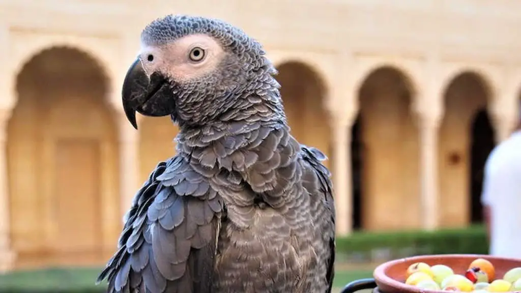 How Long Do African Greys Live?