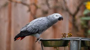 How Long Do African Greys Live