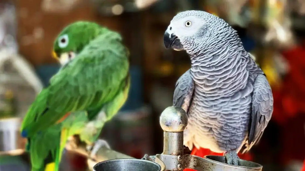 Do African Greys Get Along with Other Birds