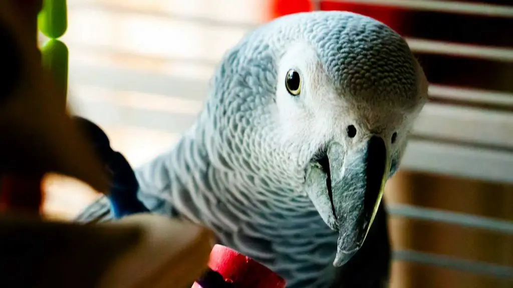 How Often Do Parrots Lay Eggs