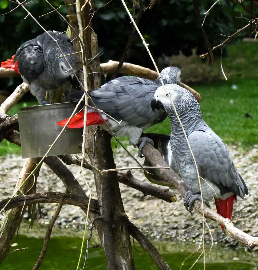 Do African Greys Get Along with Other Birds?