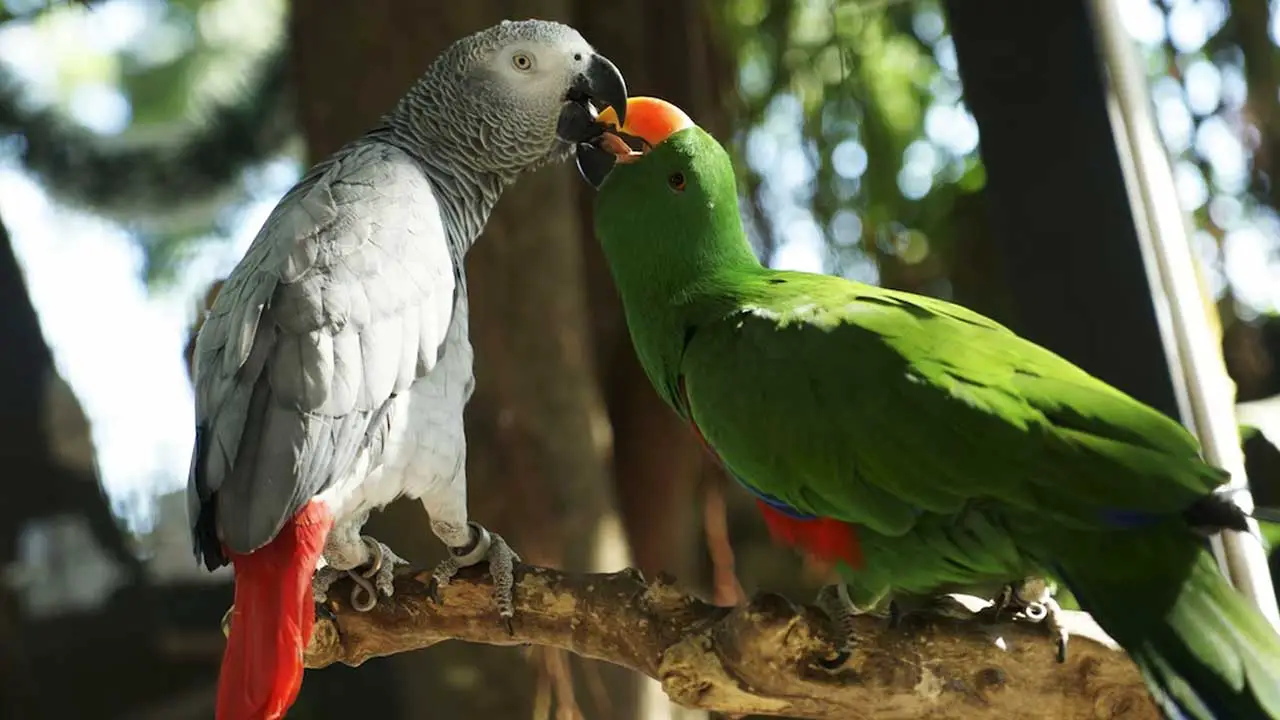 Do African Greys Get Along with Other Birds