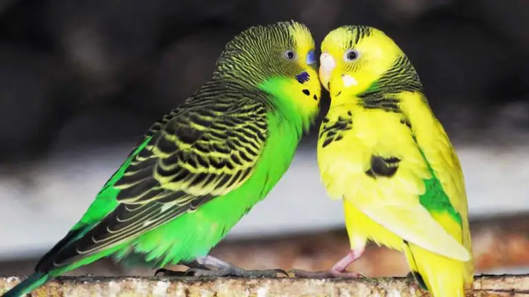 Do Parakeets Lay Eggs Without a Male? Insider Knowledge on Parakeet Reproduction!