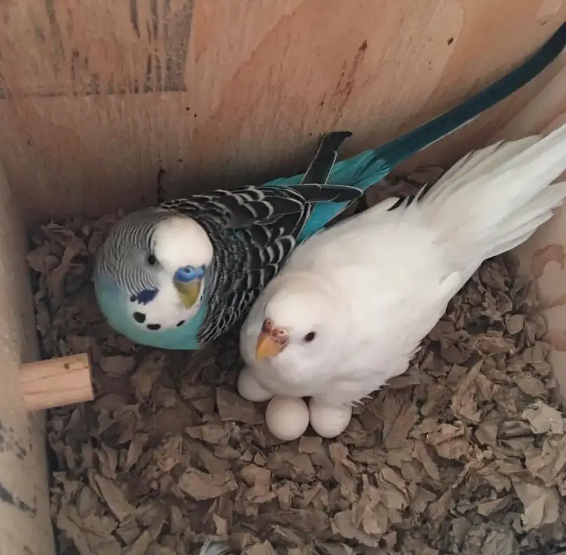 My Parakeet Laid an Egg on the Cage Floor: Key Insights and Care Tips