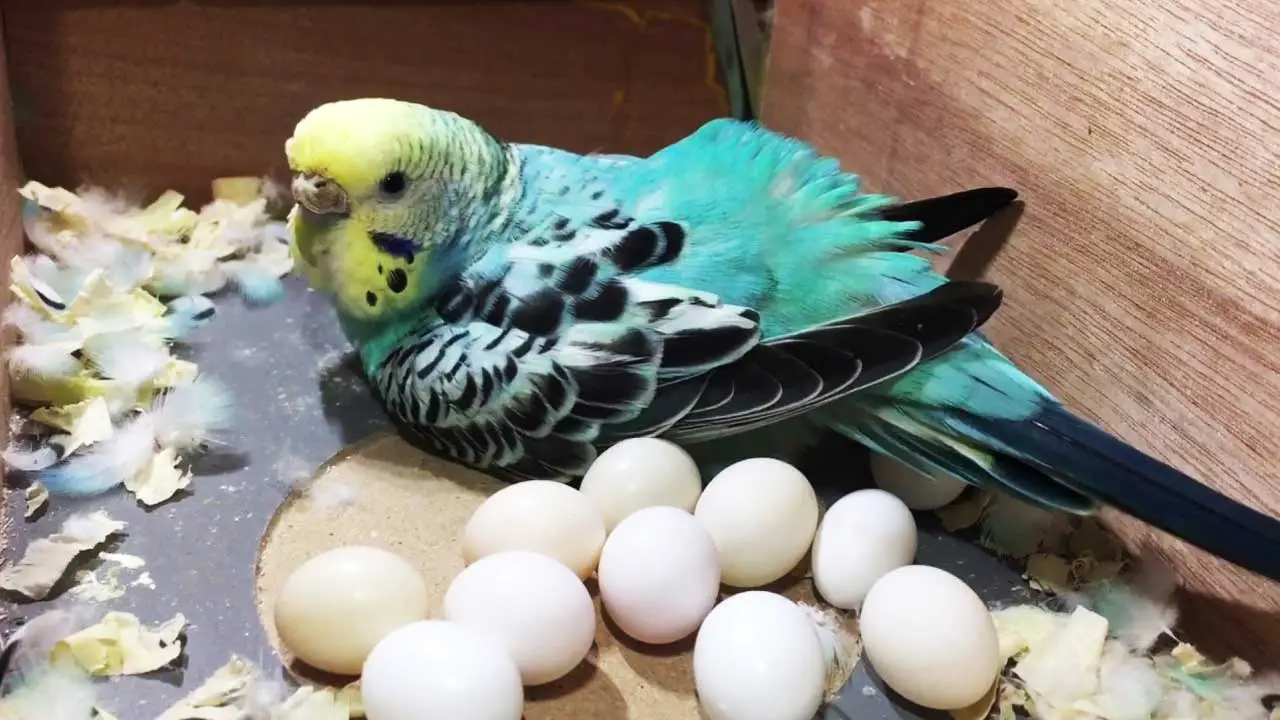 my parakeet laid an egg on the cage floor