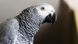 How to Get an African Grey Parrot to Like You Tips and Tricks