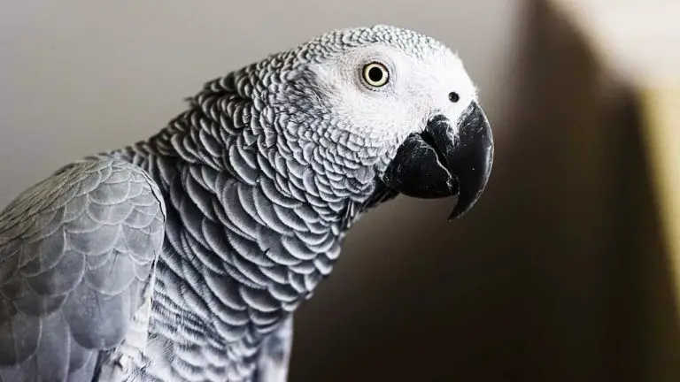 How to Get an African Grey Parrot to Like You: Tips and Tricks