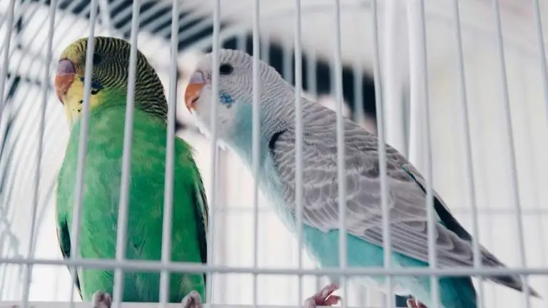 What Do Budgies Like in Their Cage? – Keep Your Bird Thrilled and Engaged!