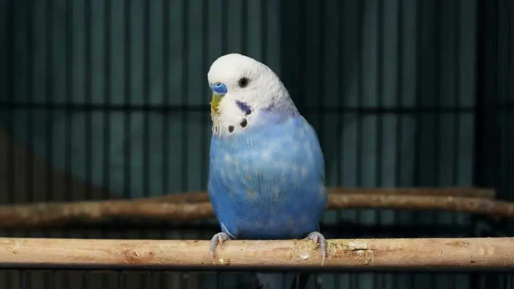 What-Do-Budgies-Like-in-Their-Cage-size-of-cage-4