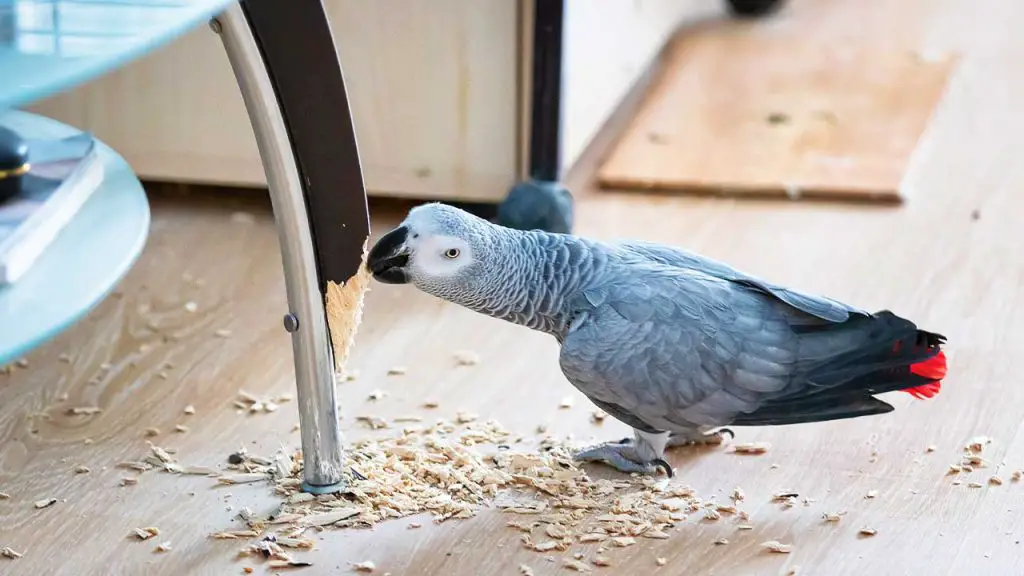 funny-african-grey-parrot-gnaws-the-leg-of-a-glass-2022-11-09-10-26-36-utc