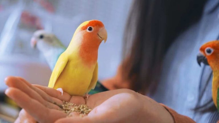 Thinking of Getting a Parakeet?- Expert Advice for First-Time Owners