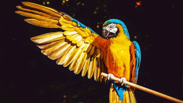 What is the IQ of a Parrot? Discover the Intelligence of These Feathered Friends