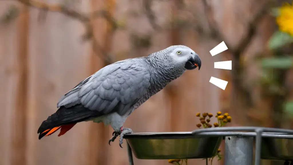 are african greys loud