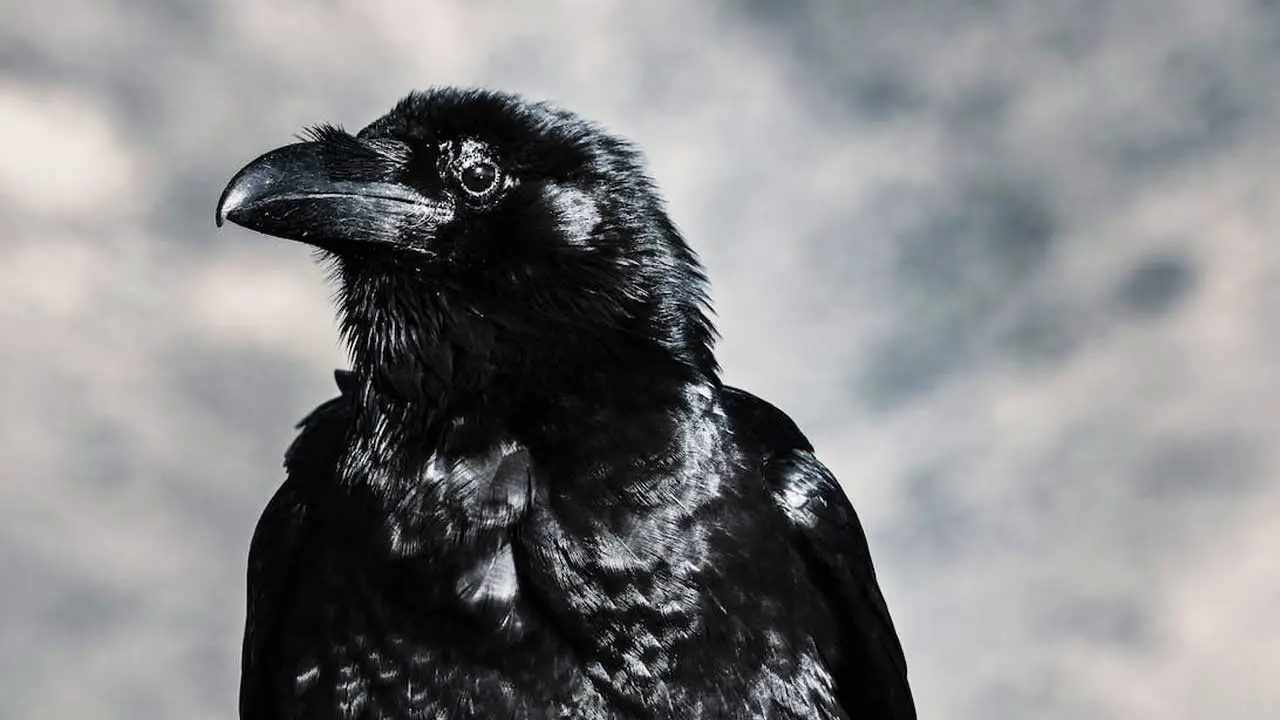 are-ravens-good-pets-2