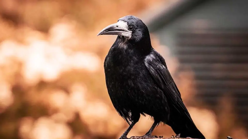 are-ravens-good-pets-2