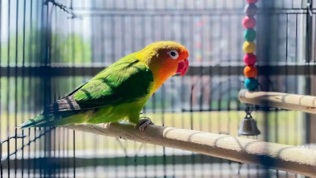 Can Parakeets Be Alone