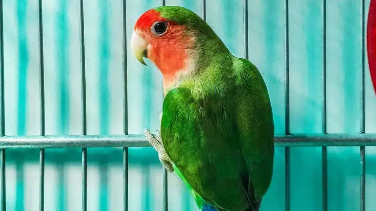 Can Parakeets Be Alone? Tips for Keeping Your Feathered Friend Happy and Healthy