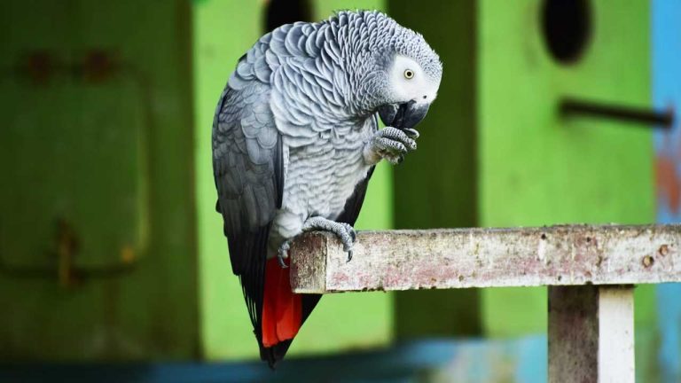 Why Has My African Grey Parrot Stopped Talking? Possible Reasons and Solutions