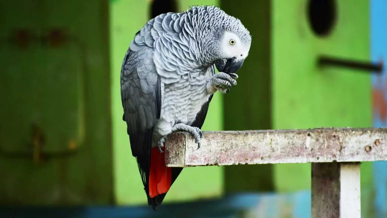 why-has-my-african-grey-parrot-stopped-talking-fi