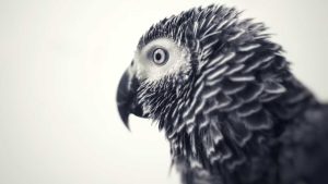 african grey plucking