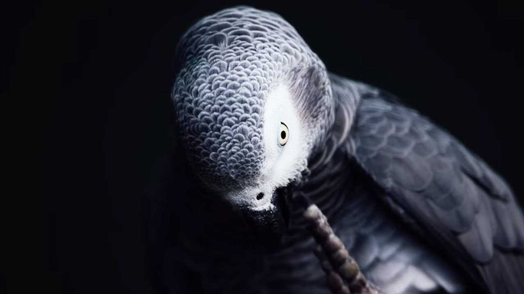 why-has-my-african-grey-parrot-stopped-talking-fi3