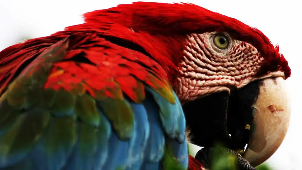 How Hard Is It to Take Care of a Parrot? A Beginner's Guide ThisBirdTalks