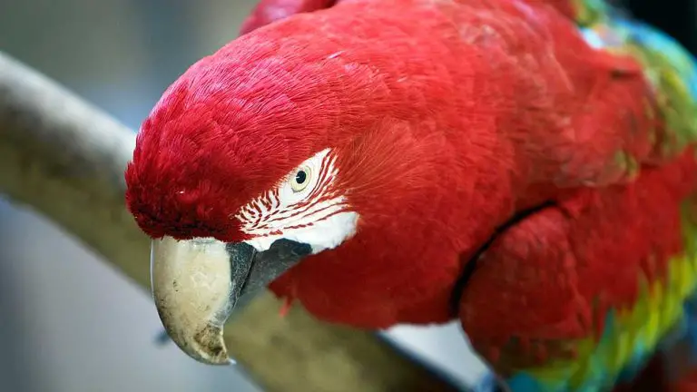 Are All Parrots of the Same Type? Let’s Find Out!