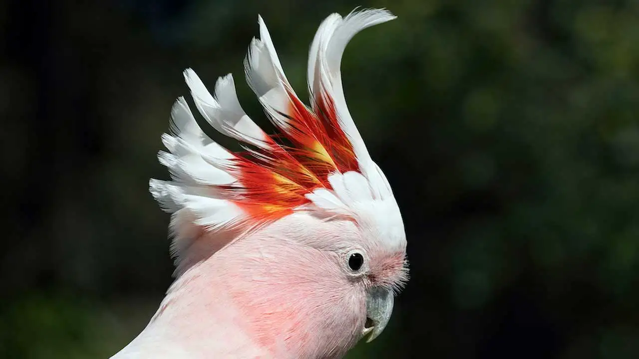 Why-Do-Cockatoos-Raise-Their-Crest-2