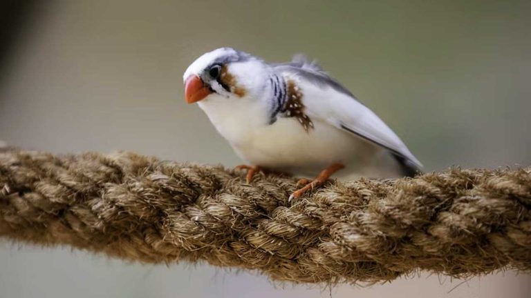 Why is My Bird Chirping So Much? – Understanding the Reasons Behind Excessive Chirping