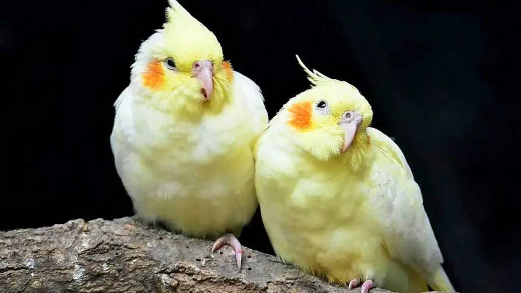 Are All Parrots of the Same Type