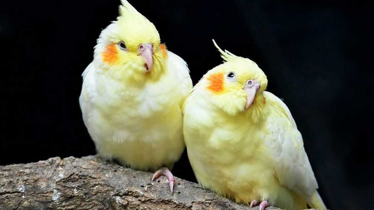 Do Cockatiels Need a Friend? Understanding the Social Needs of Your Pet Bird