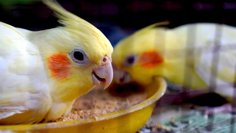 Do Cockatiels Mate for Life? Everything You Need to Know