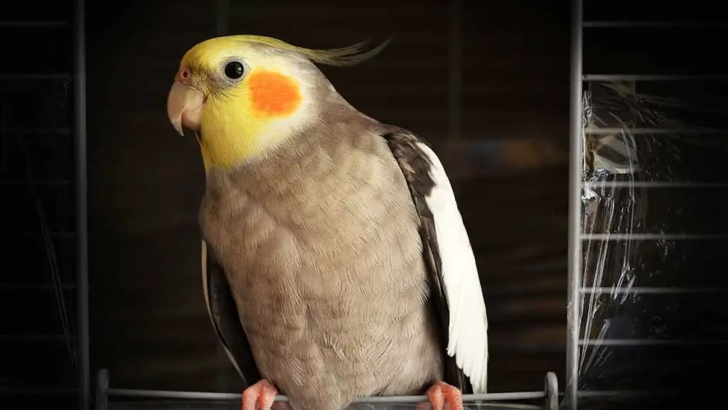 Do Cockatiels Mate for Life