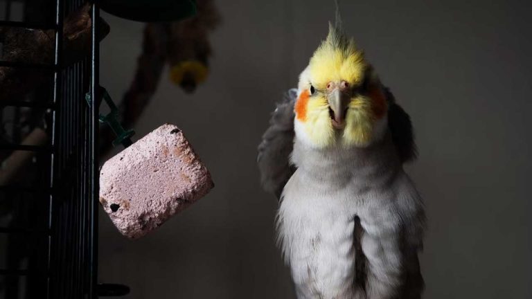 Do Cockatiels Need Grit for Digestive Health?