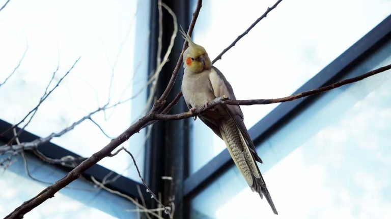Do Cockatiels Like Mirrors? Understanding Your Bird’s Relationship with Reflections