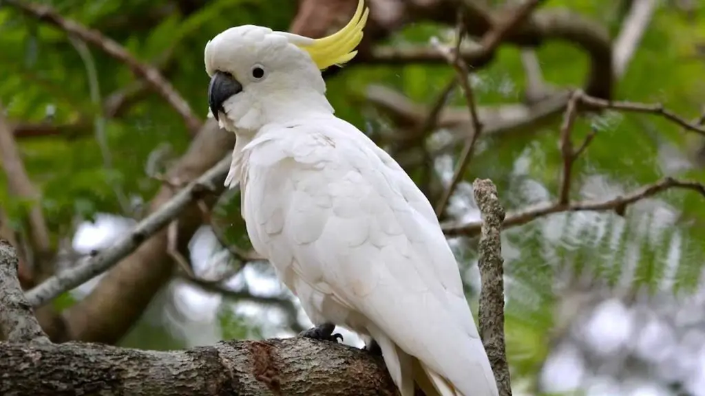 cockatoo