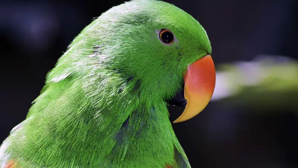 eclectus-parrot