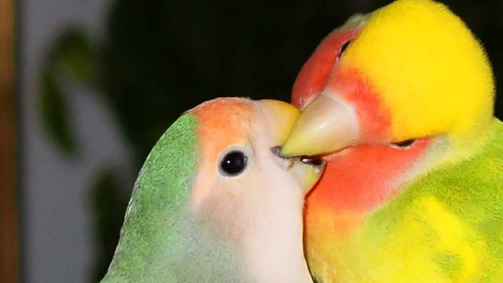 Why Do Lovebirds Bite Each Other