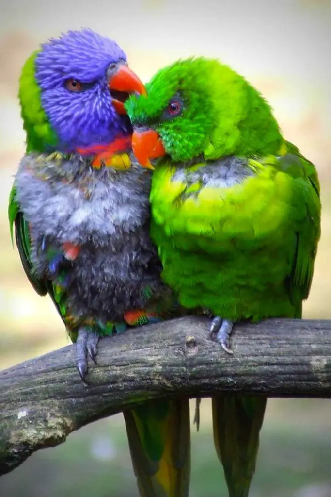 Why Do Lovebirds Bite Each Other