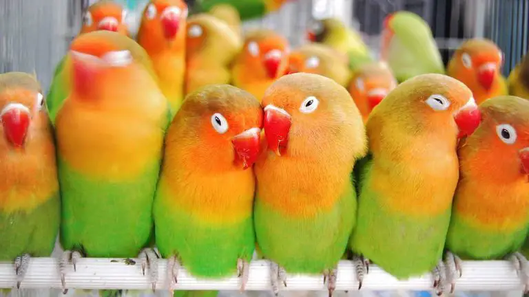 Why Do Lovebirds Bite Each Other? – Understanding the Reasons Behind This Behavior