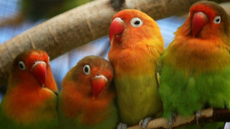 Do Talking Birds Know What They Are Saying? The Truth About Avian Speech and Intelligence