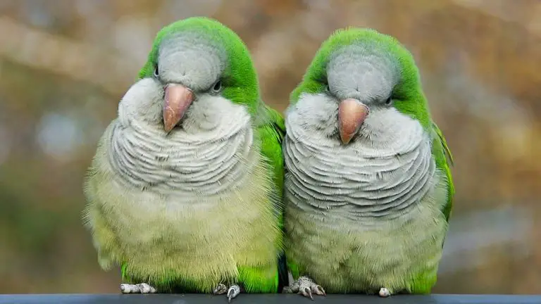 Why Is My Quaker Parrot So Aggressive? Understanding the Reasons Behind Your Pet’s Behaviour