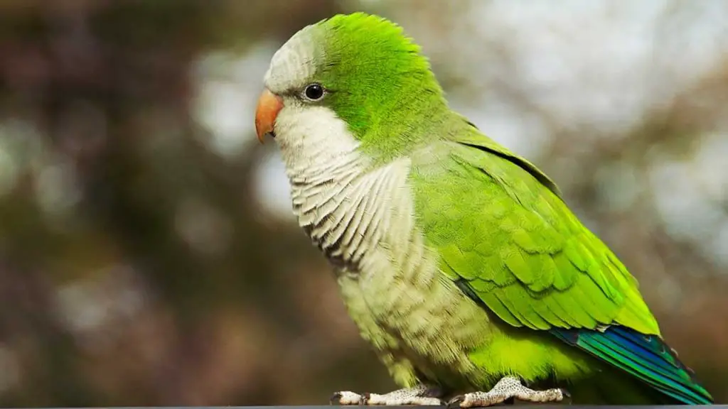 Eclectus Parrot