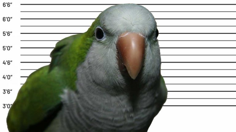 Why Quaker Parrots Are Illegal: Understanding the Controversy