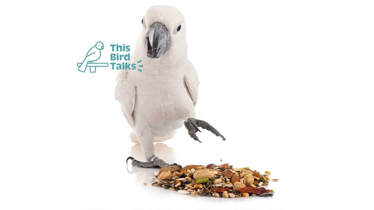 What Do Cockatoos Eat? A Comprehensive Guide to Their Diet