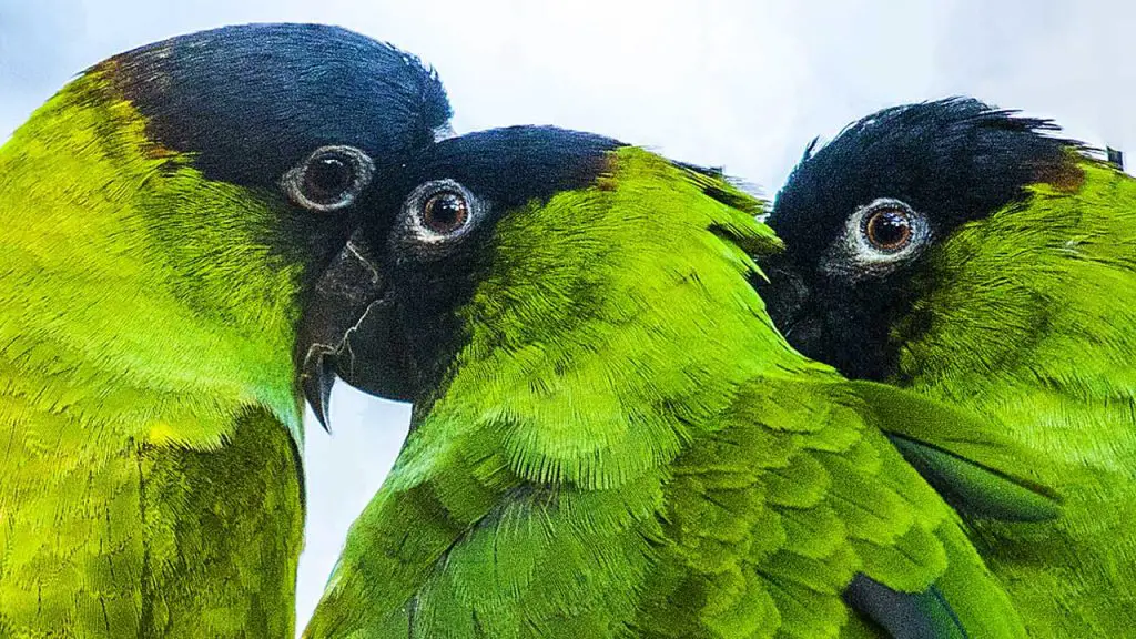 Black-Hooded-Parakeet