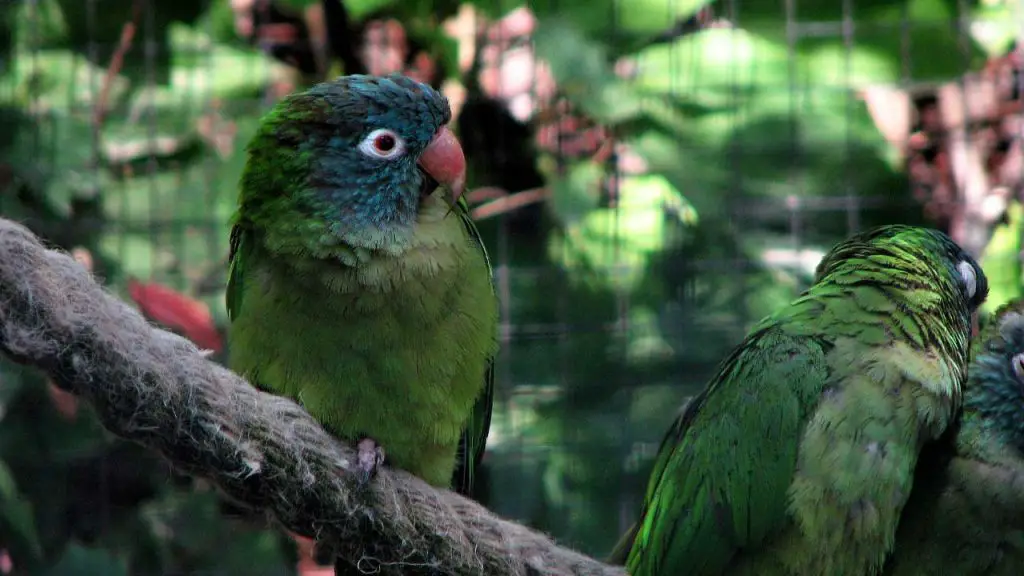 Blue-Crowned Conure