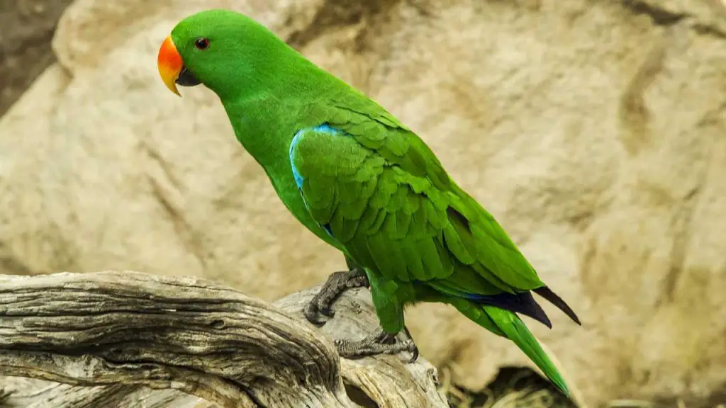 Eclectus Parrot