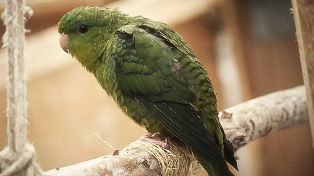 Lineolated Parakeet