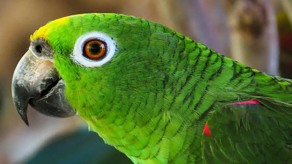 amazon-parrot